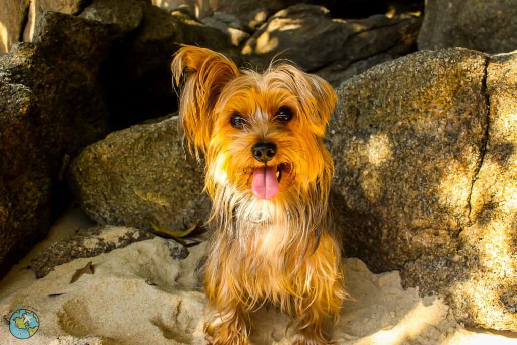 viajar com cachorro