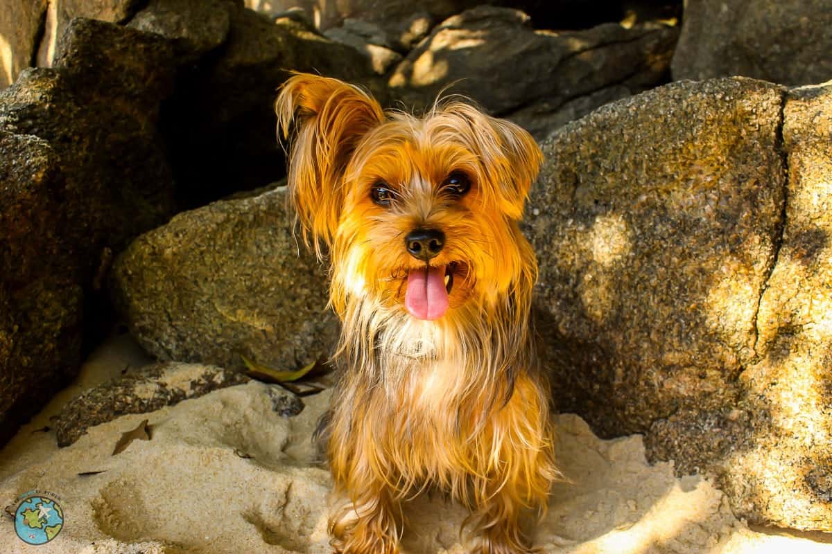 viajar com cachorro