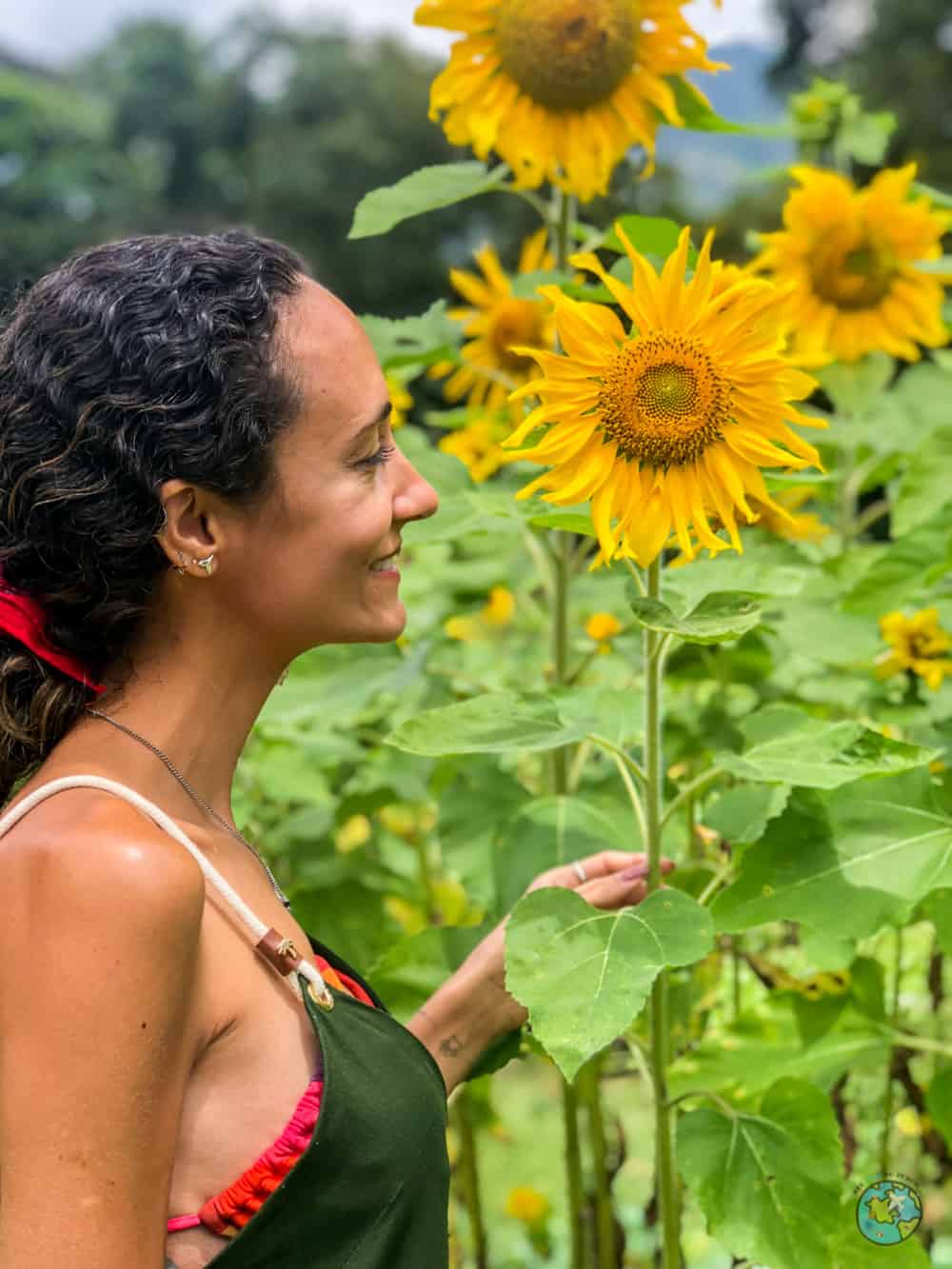 Plantação de Girassóis do Trilhas do Araçari. Onde comer em Nova Friburgo