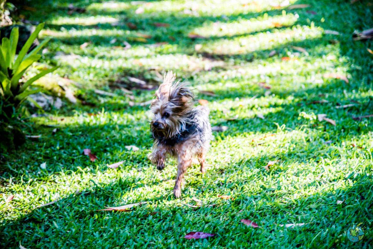 Don brincando no quintal da casa.