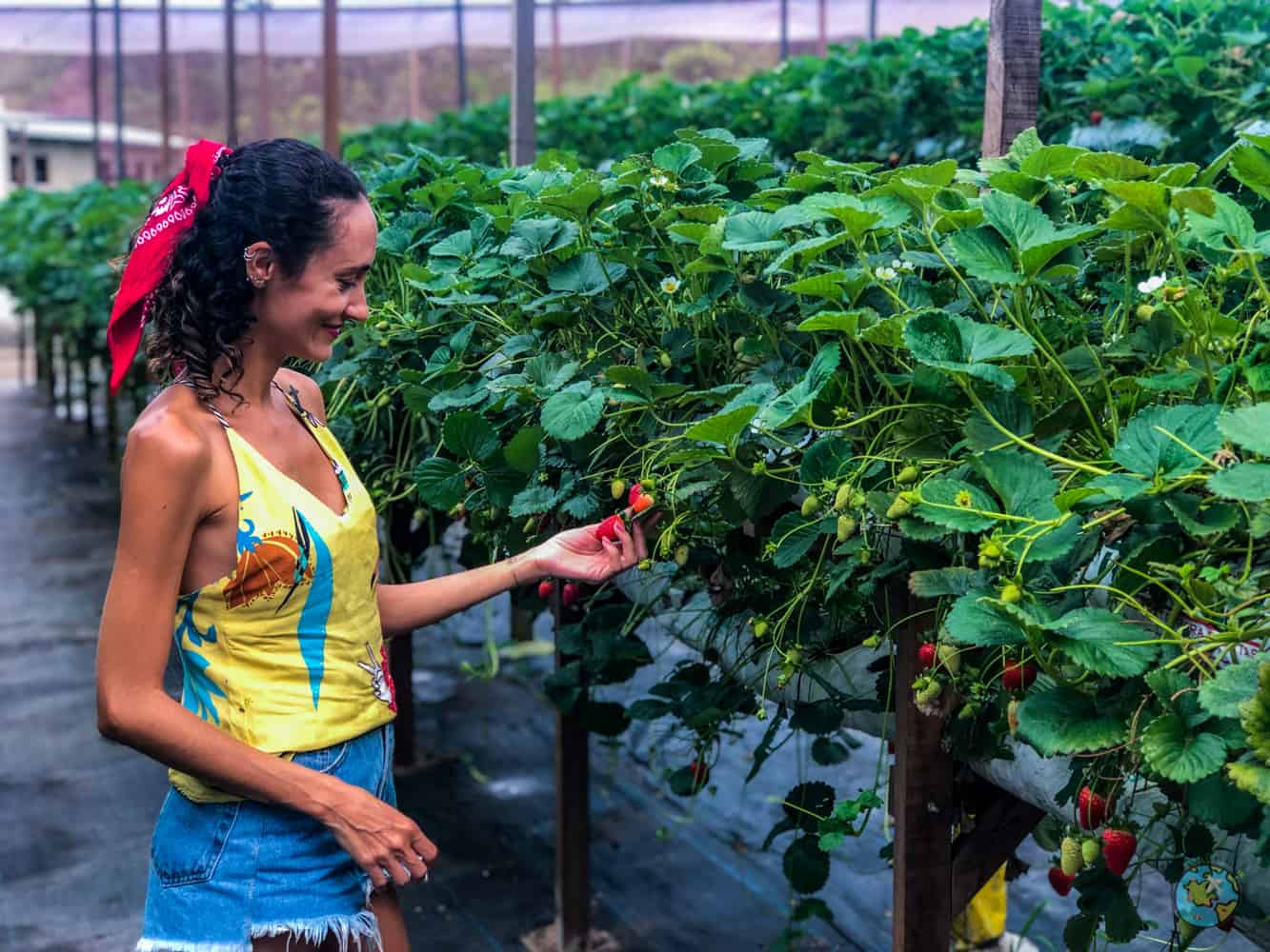 plantação de morangos em Nova Friburgo