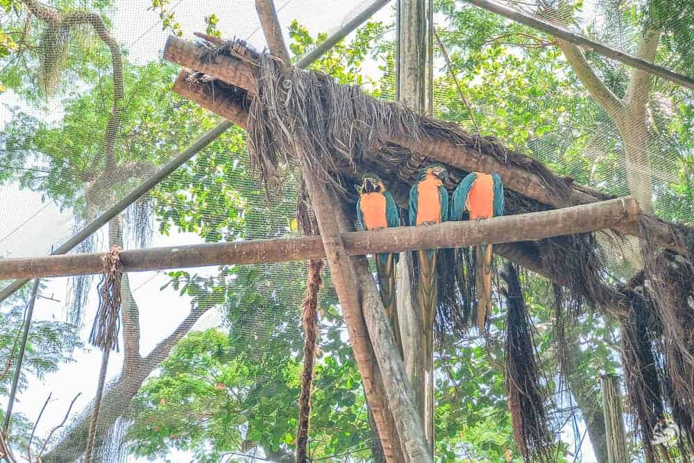 bioparque do rio de janeiro
