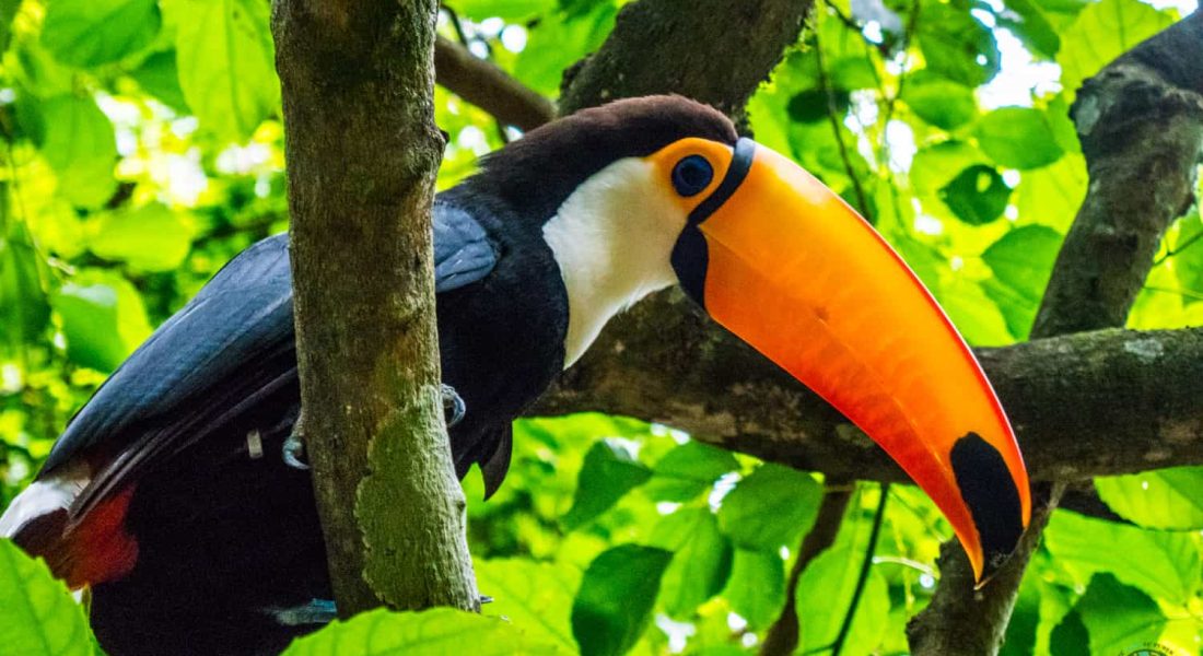 parque das aves